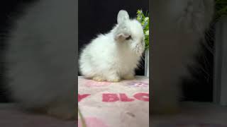🐇 Adorable Lop Eared Rabbit The Cutest Pet Ever! 🐰 #Rabbitlove