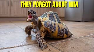 This Forgotten Tortoise Grew Like a Melted Candle