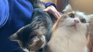 猫が「近くて上手く撮れない」と嘆くお父さん