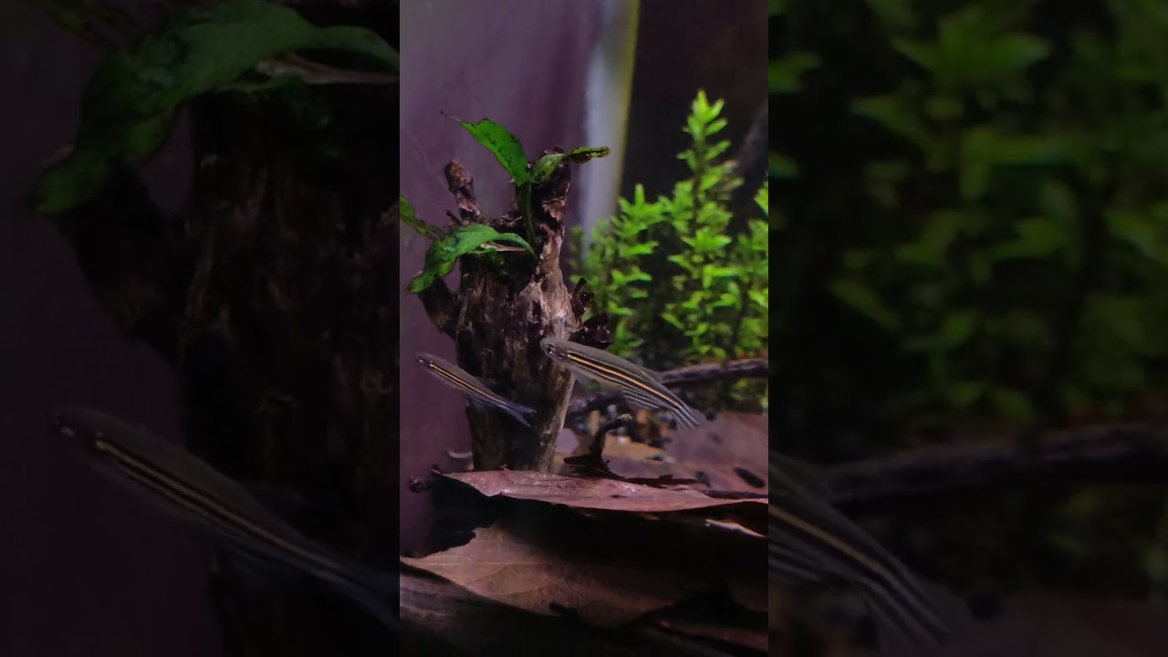 Goldfish tand and panted tanks