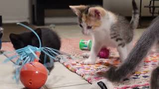 Foster Kittens Melting Hearts by Kristofur 456 views 9 months ago 3 minutes, 13 seconds