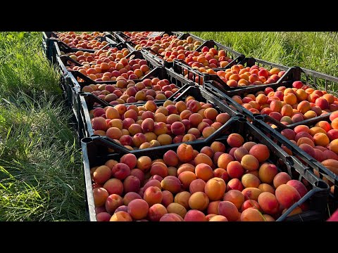 Раній сорт абрикоси