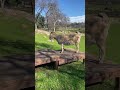 Alpha goat Butterscotch stakes her claim on the playground