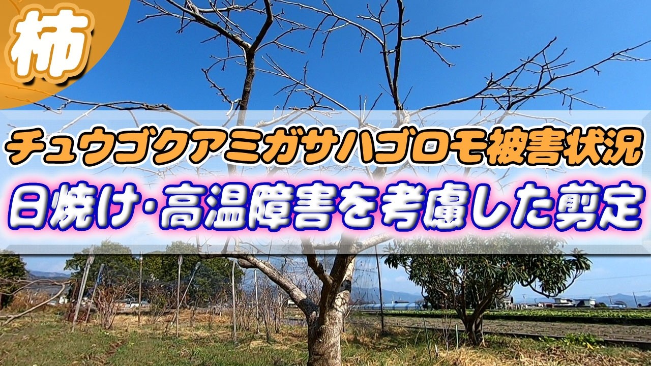 柿の剪定　新害虫にやられつつも少しでも蕾を残し､日焼けしずらい実を目指して剪定