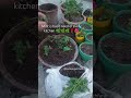 Repoting of mint 🌿🌿#fypシ゚viral #trendingreels#gardening #plants #nature #farah#nature#colors🌺🌹🍁🌿🌿