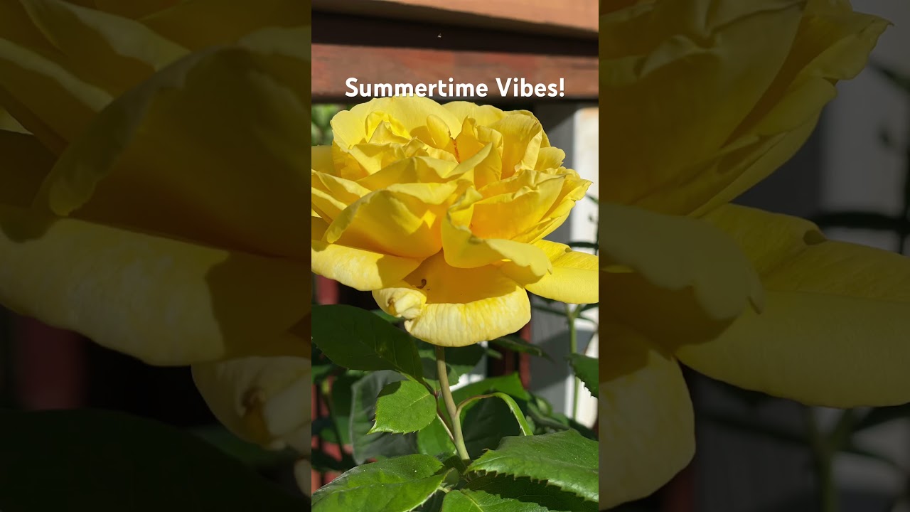 “Flower Power & Deckside Hours” - 