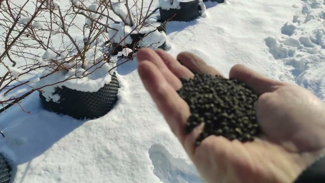 Borovnica - stajnjak na biljnoj bazi