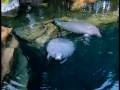 Manatees at SeaWorld - Orlando, Florida