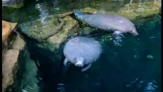 Manatees at SeaWorld - Orlando, Florida