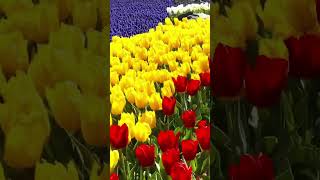 I Nisan Sonuna Kadar Emirgan Korusu Ve Göztepe Parkında Seni Bekliyor