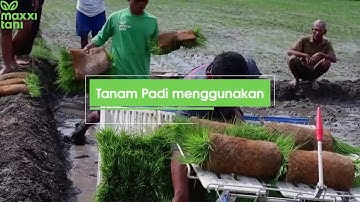 MAXXI TANI || Tanam Padi dengan MAXXI Rice Transplanter  PF 48 di Soka, Sumberlawang, Sragen.