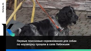 Первые Поисковые Соревнования Для Собак По Ноузворку Прошли В Селе Лебяжьем