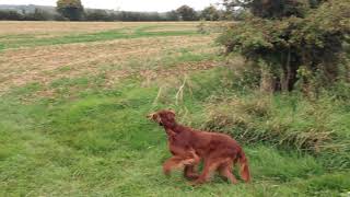 Irish Setter Honey Hunting Pheasant