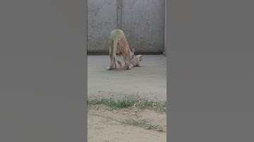 Mother Playing with Rare white Cub | Nouman Hassan |