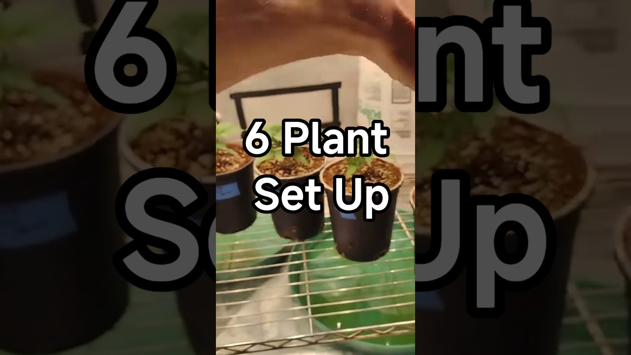 Палатка для выращивания растений 4x4 с 6 растениями в одногаллонных горшках 🌱