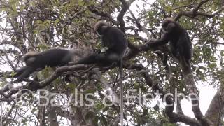 Purple-faced leaf monkey, Sri Lanka. 20110207_153104.mp4