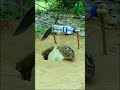 Create Amazing Underground Bird Trap - Quail Trap # bird trap technique #shorts