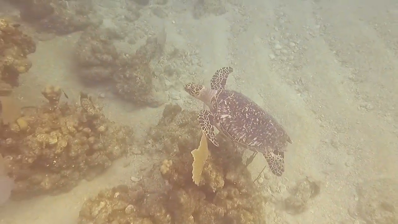 Snorkeling with a Hawksbill Turtle at Half Moon Bay in Roatan, Honduras