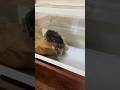 小斑龜的腳腳好可愛 / 把悲傷留給自己 #斑龜日常 #turtle #pets #cute #funny