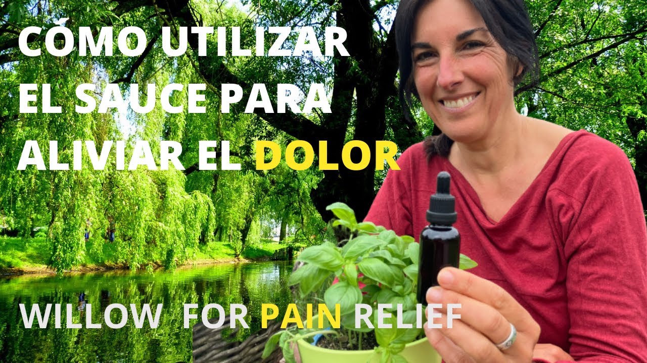 Aliviar el dolor con corteza de sauce Pain relief with willow bark