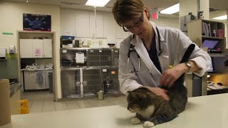 Understanding Your Pet’s Needs | Pets Plus Us screenshot 1