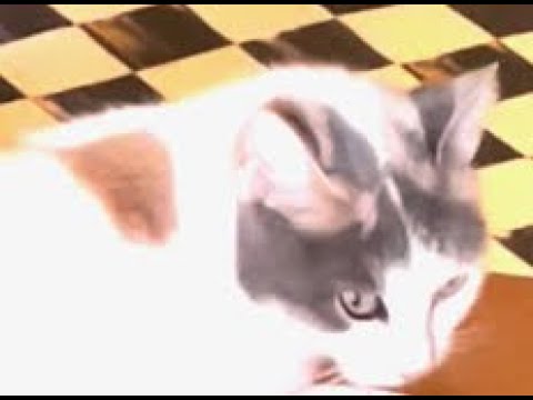 A Comedian In Italy - Cattuccino - Elayne Boosler