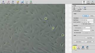 Download Lagu Cell proliferation video MP3