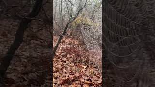Cool Spider Web in the Mist