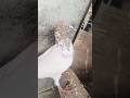 #snake #kabootar #shorts #viral #viralvideo #eagle
