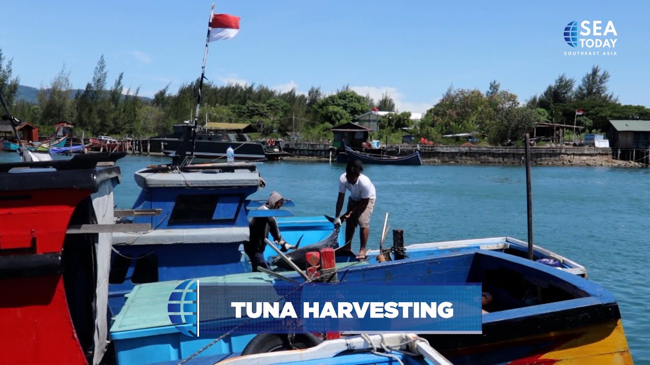 Tuna Harvesting YouTube