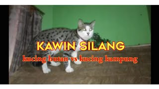 kawin Silang Kucing Hutanfi Meong Congkok