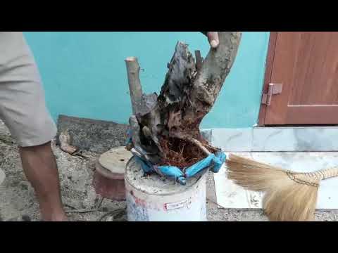 Video m412 gl cây quýt rừng 250k lh0707713796 Khương bonsai - youtube