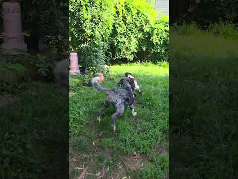 Summer Fun  #aroundthehome #puppy #summer #home