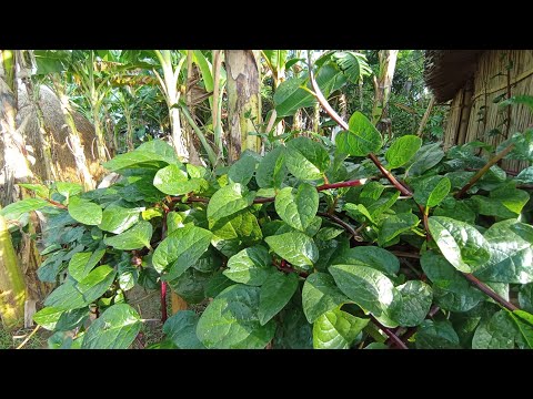 পুঁইশাক ও কলা আবাদ করুন খুব সহজে । Grow vegetables and bananas very easily