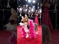 This Dog Walked the Red Carpet Better Than Celebrities 😂🔥 #music #viral #puppy #cute #funny