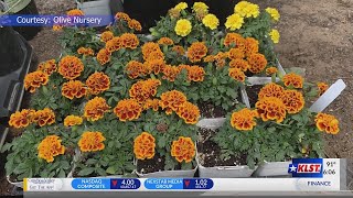 Insect issues in San Angelo