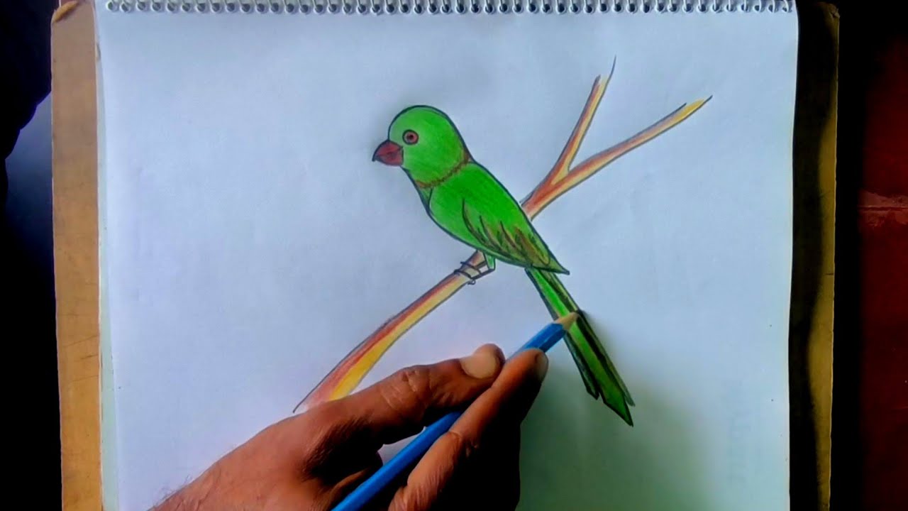 Parrot drawing || ​How to Draw a Parrot Easily with Color Pencils | Step by Step for Beginners||