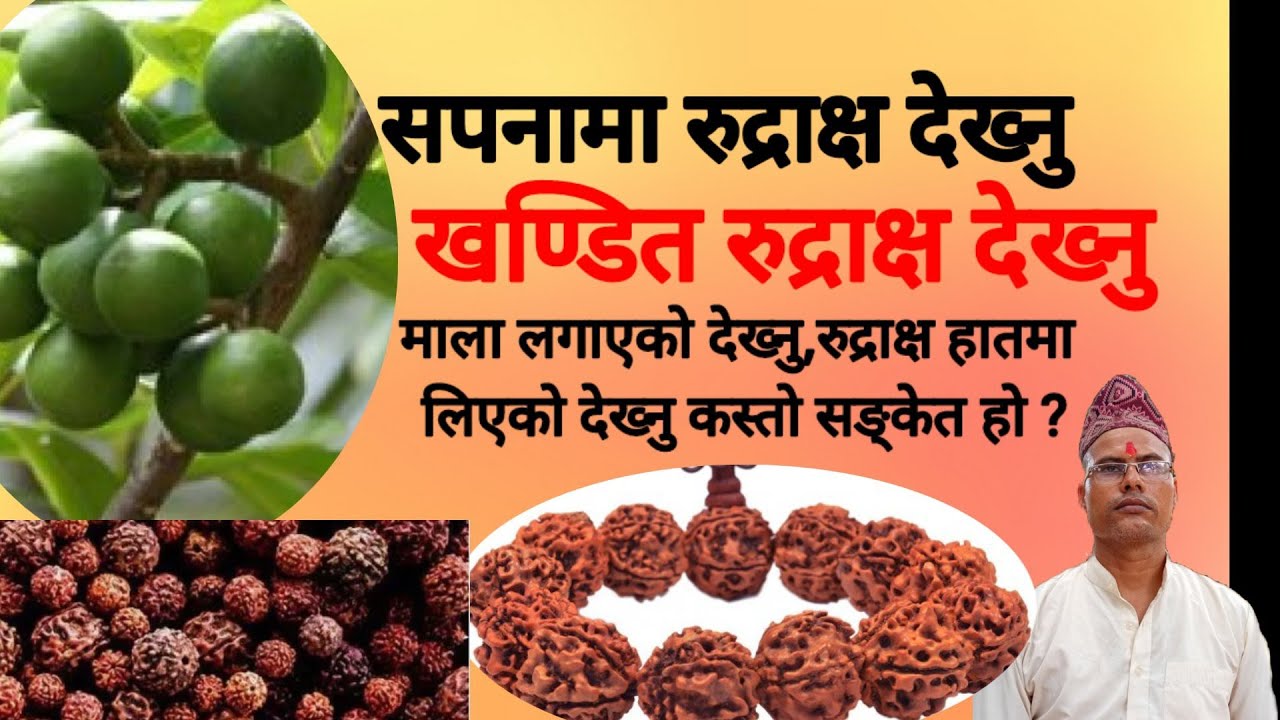 सपनामा रुद्राक्ष देख्नु । रुद्राक्षको वृक्ष वा माला देख्नु । Sapanama Rudraksha Dekhnu । के हुन्छ ?