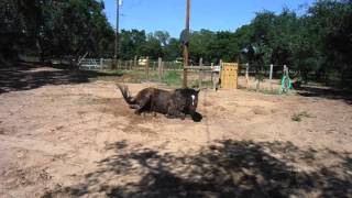 Castle Rolling In The Driveway.