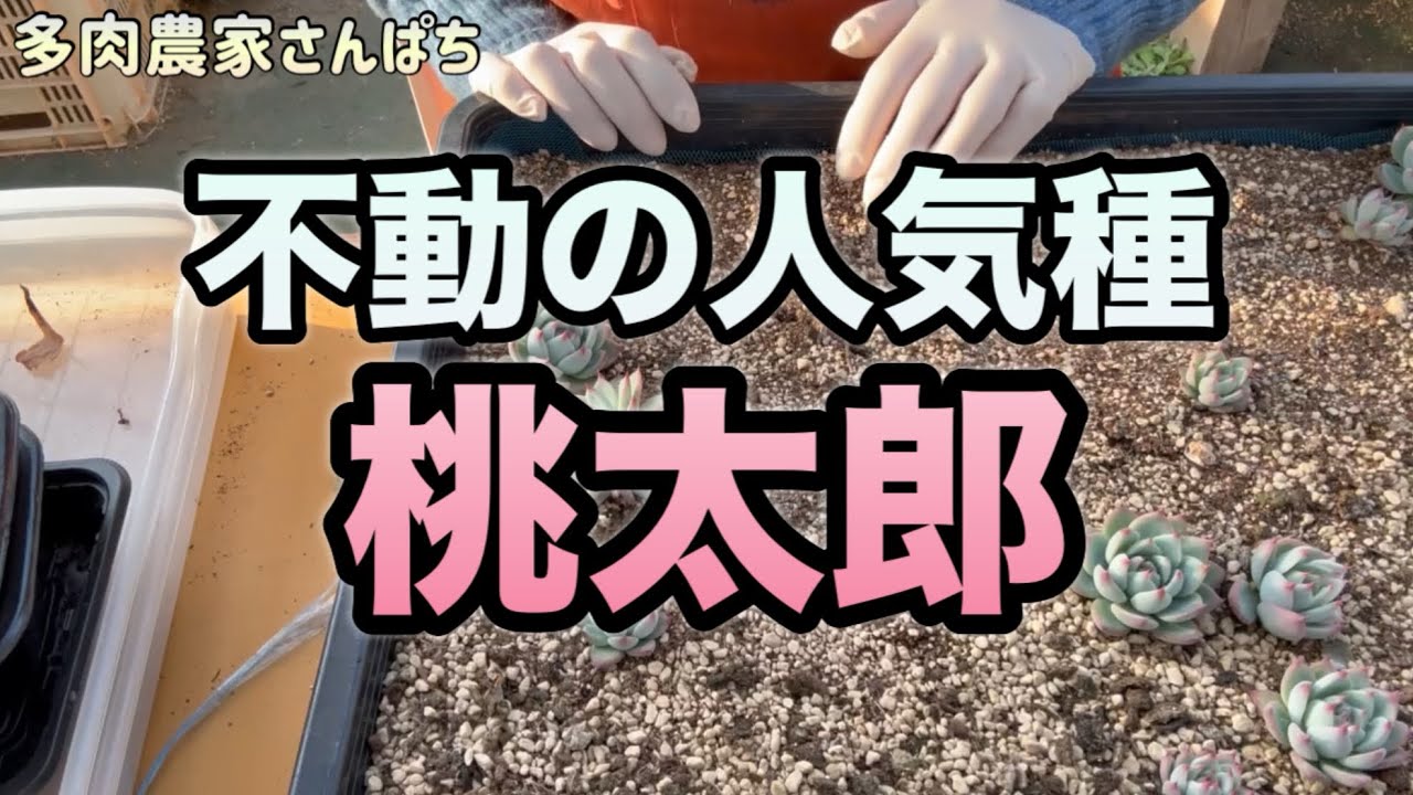 Succulents] [The ever-popular Momotaro] - YouTube