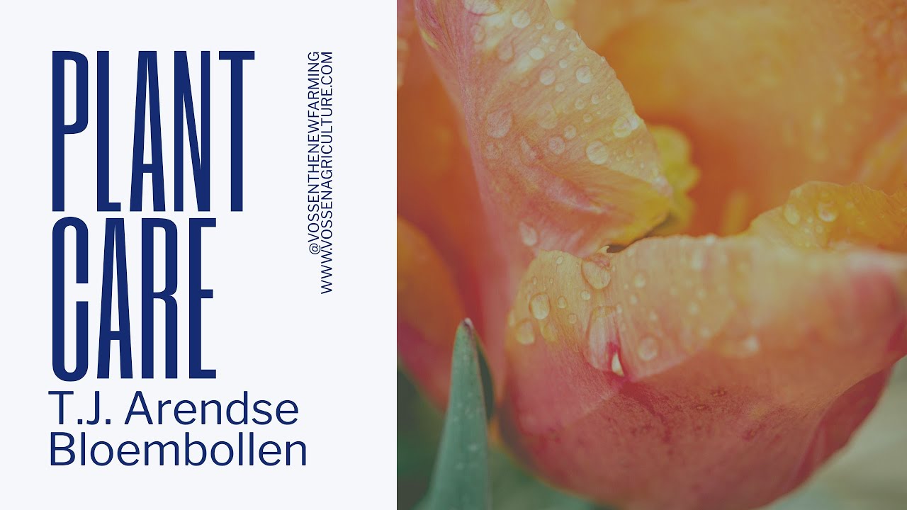T.J. Arendse Bloembollen | Duurzaam telen met Plant Care van Vossen The New Farming Deel 2 (NL)