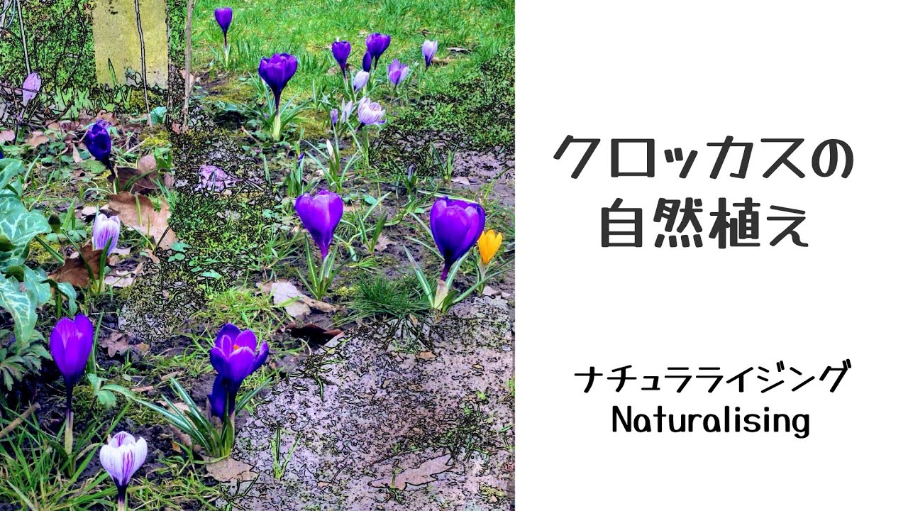 球根生活 クロッカスの自然植え ナチュラライジング イギリスでガーデニング Youtube 球根生活 クロッカスの自然植え ナチュラライジング イギリスでガーデニング Youtube