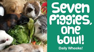 Guinea Pig Herd SHARING Veggies | Short Video Clips - Guinea Piggles