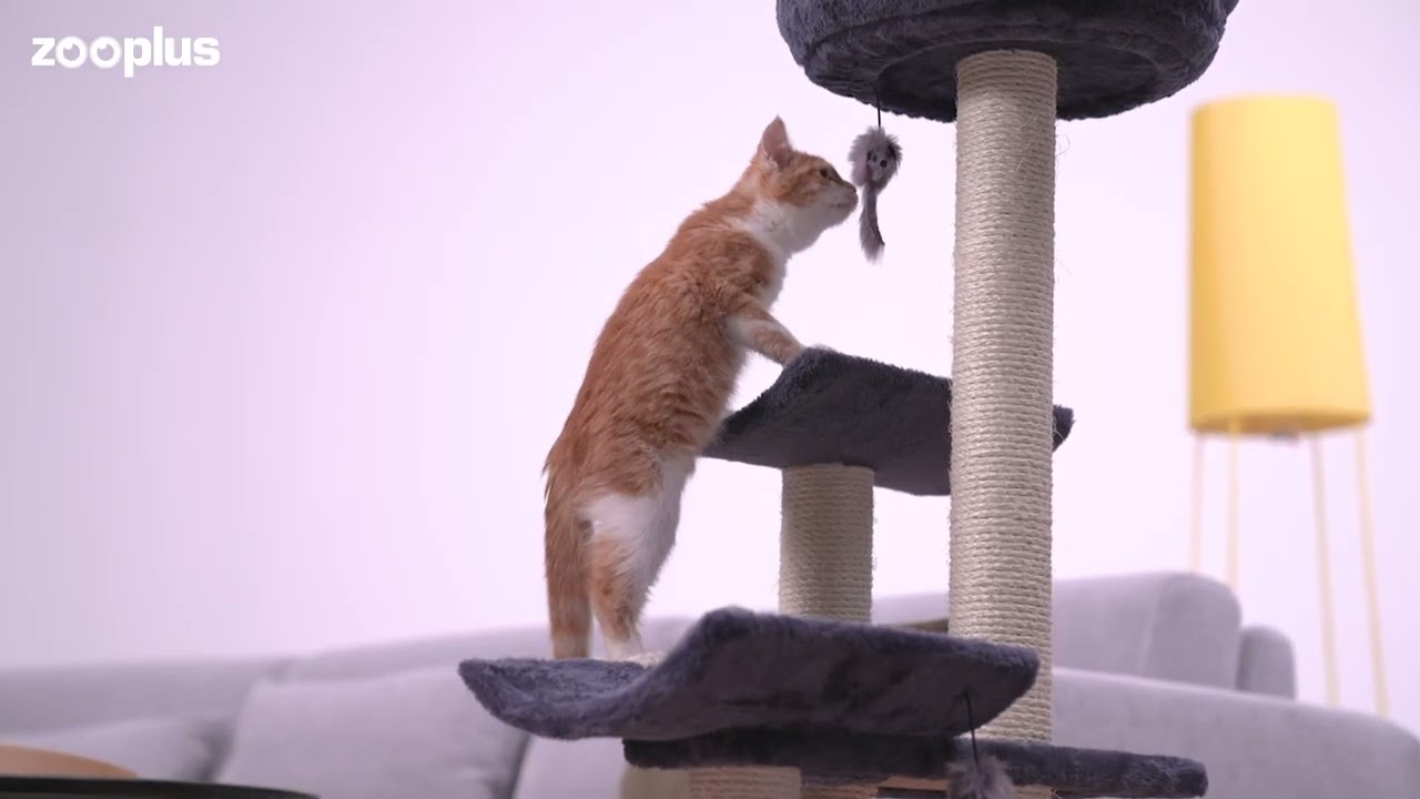 Penelope drapak dla kota zooplus.pl YouTube