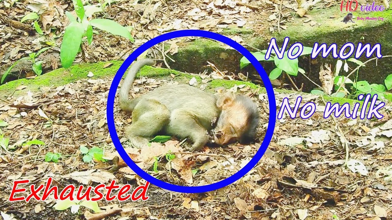 OMG & Million pity ! No mom  No milk poor baby Carlino look exhausted | Carlino lost mom, Warm