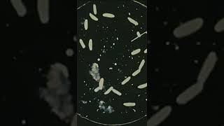 Z0H4R_108X #synth #originalmusic #independentartist #independentmusic  #musiccreator #originalartist