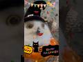 #365 Halloween Snowy Owlハロウィンシロフクロウ【シロフクロウのミンティ】Minty the Snowy Owl #snowyowl #シロフクロウ #owl #フクロウカフェ