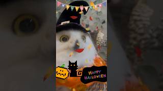 #365 Halloween Snowy Owlハロウィンシロフクロウ【シロフクロウのミンティ】Minty the Snowy Owl #snowyowl #シロフクロウ #owl #フクロウカフェ