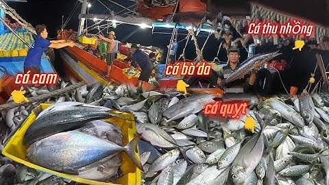 Vác lưới đánh được những loại cá ngon ở gốc chà | Đánh lưới 2024 - Tập 12 | Sóng biển Hứa Đông