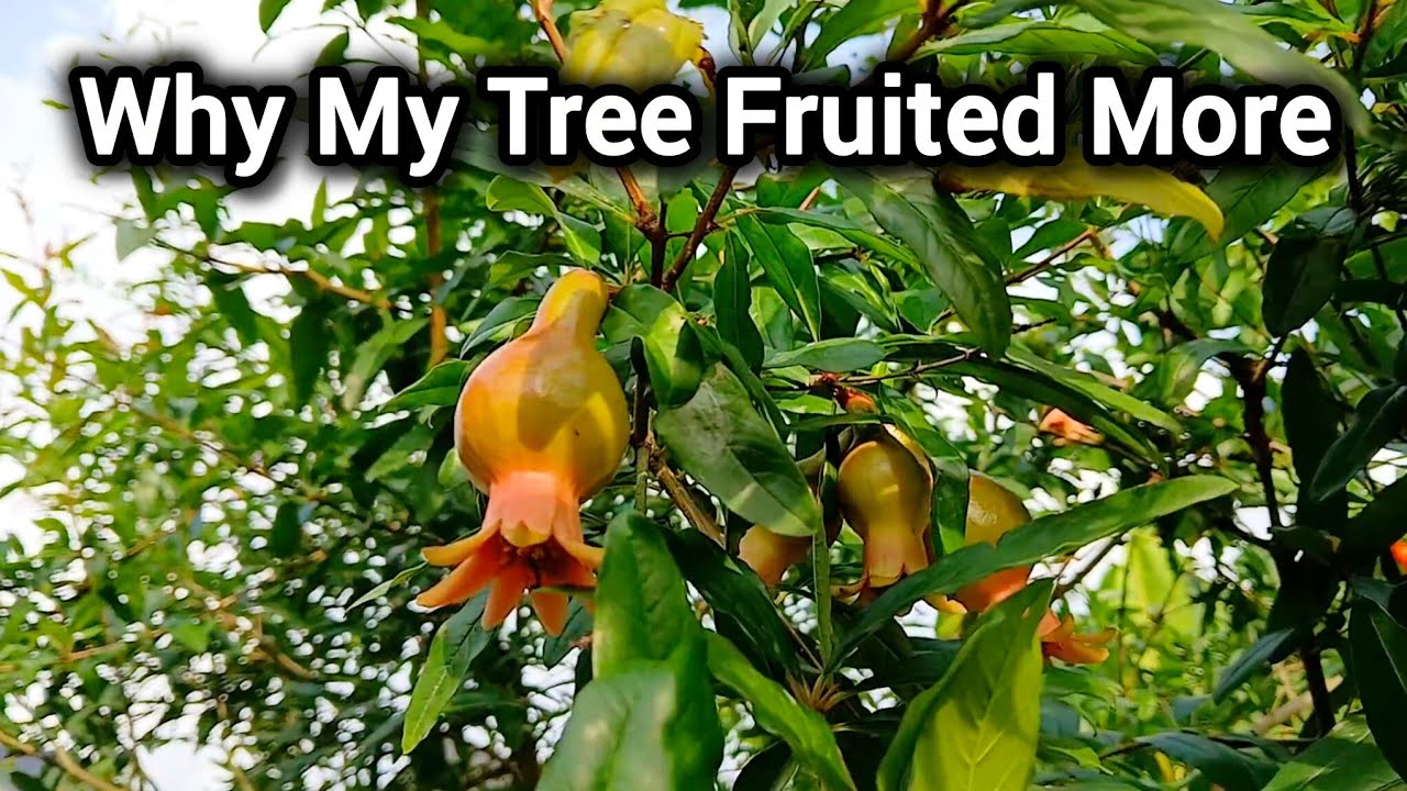 В этом году мой гранат дал больше плодов, чем когда-либо — вот что я сделал по-другому.